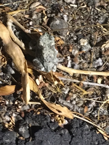 iNaturalist observation photo of Red-spotted Toad