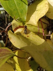 Syrphus