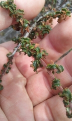Ceanothus foliosus foliosus