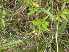 Croton bonplandianus