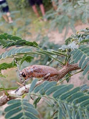 Celosterna scabrator