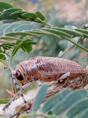 Celosterna scabrator