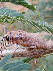 Celosterna scabrator