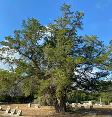 Juniperus
