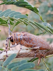 Celosterna scabrator