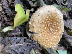 Amanita augusta