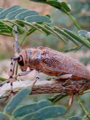 Celosterna scabrator