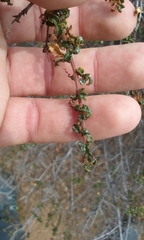 Ceanothus foliosus foliosus