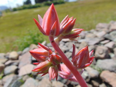 Echeveria subrigida