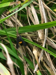 Sesiidae