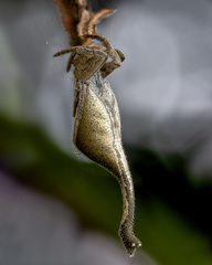 Arachnura