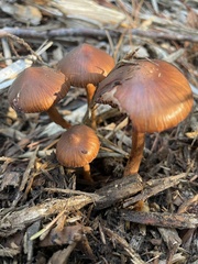 Cortinarius cinnamomeus