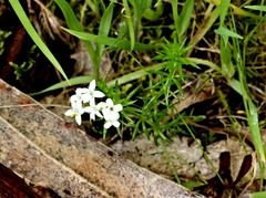 Asperula scoparia