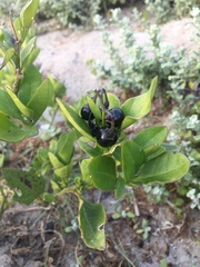 Solanum africanum