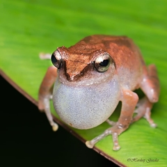 Pseudophilautus wynaadensis