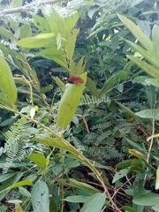 Elymnias hypermnestra