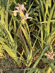Iris orientalis