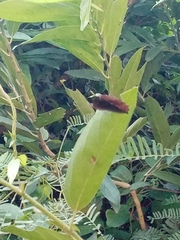 Elymnias hypermnestra