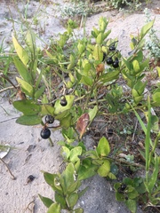 Solanum africanum
