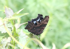 Kaniska canace