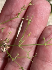 Fagonia laevis