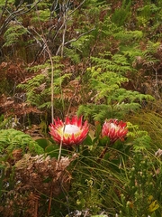 Protea cynaroides