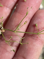 Fagonia laevis
