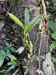 Bulbophyllum