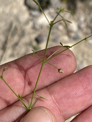 Fagonia laevis