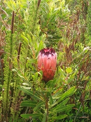 Protea neriifolia