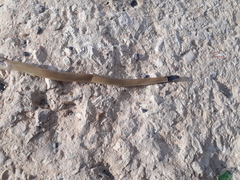 Rhynchocalamus melanocephalus