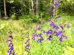 Lobelia sessilifolia