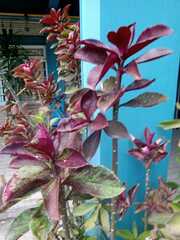 Monadenium