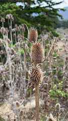 Dipsacus sativus