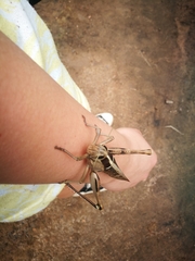 Acanthacris ruficornis