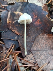 Mycena epipterygia