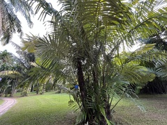 Arenga obtusifolia