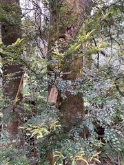 Nothofagus cunninghamii