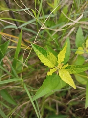 Croton bonplandianus