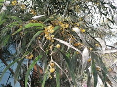 Acacia