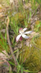 Caladenia moschata