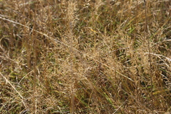 Agrostis capillaris