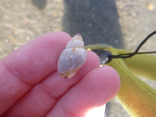 Nassarius spiratus