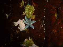 Leptasterias hexactis