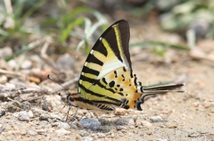 Graphium antiphates