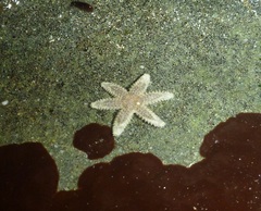 Leptasterias hexactis