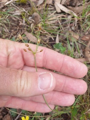 Fimbristylis