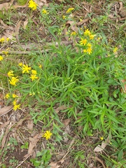 Senecio madagascariensis