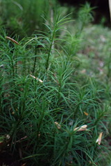 Polytrichastrum alpinum