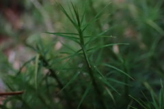 Polytrichastrum alpinum